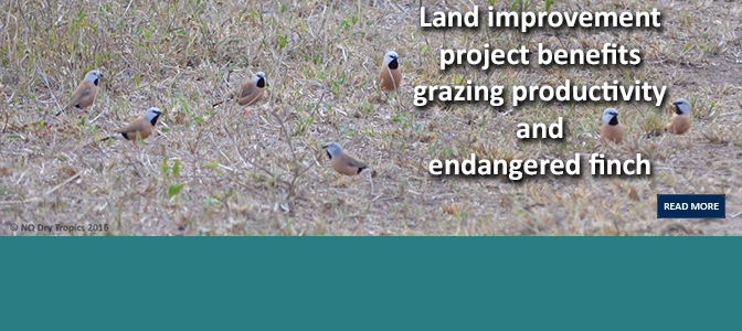 Land improvement project benefits grazing productivity and endangered finch