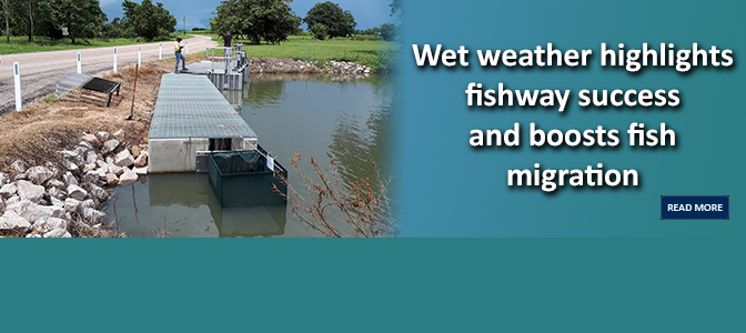 Wet weather highlights fishway success and boosts fish migration