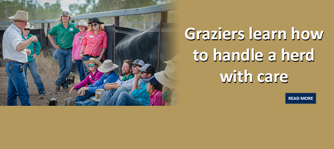 Graziers learn how to handle a herd with care