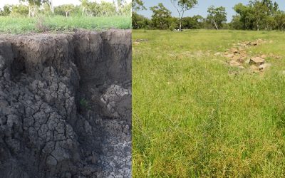 Gully restoration prevents erosion and promotes grass growth