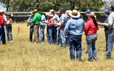 Taking stock – pasture management is key