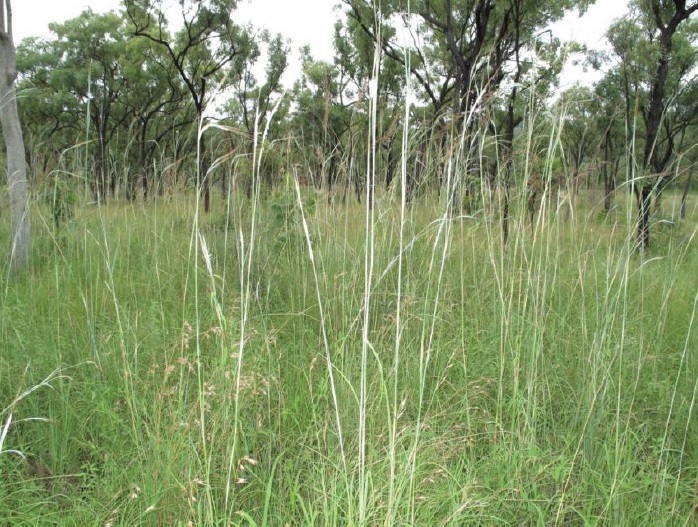 Giant Speargrass © C.Gardiner JCU Townsville 2012