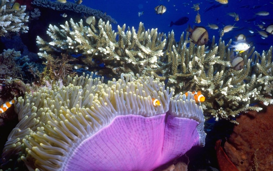 Community Action Plans to help prioritise reef protection measures