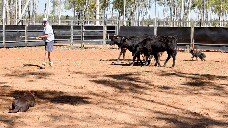 Education key to moving cattle calmly and safely